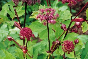 Angelica 'Gigas'